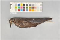 藏品(紅鳩)的圖片